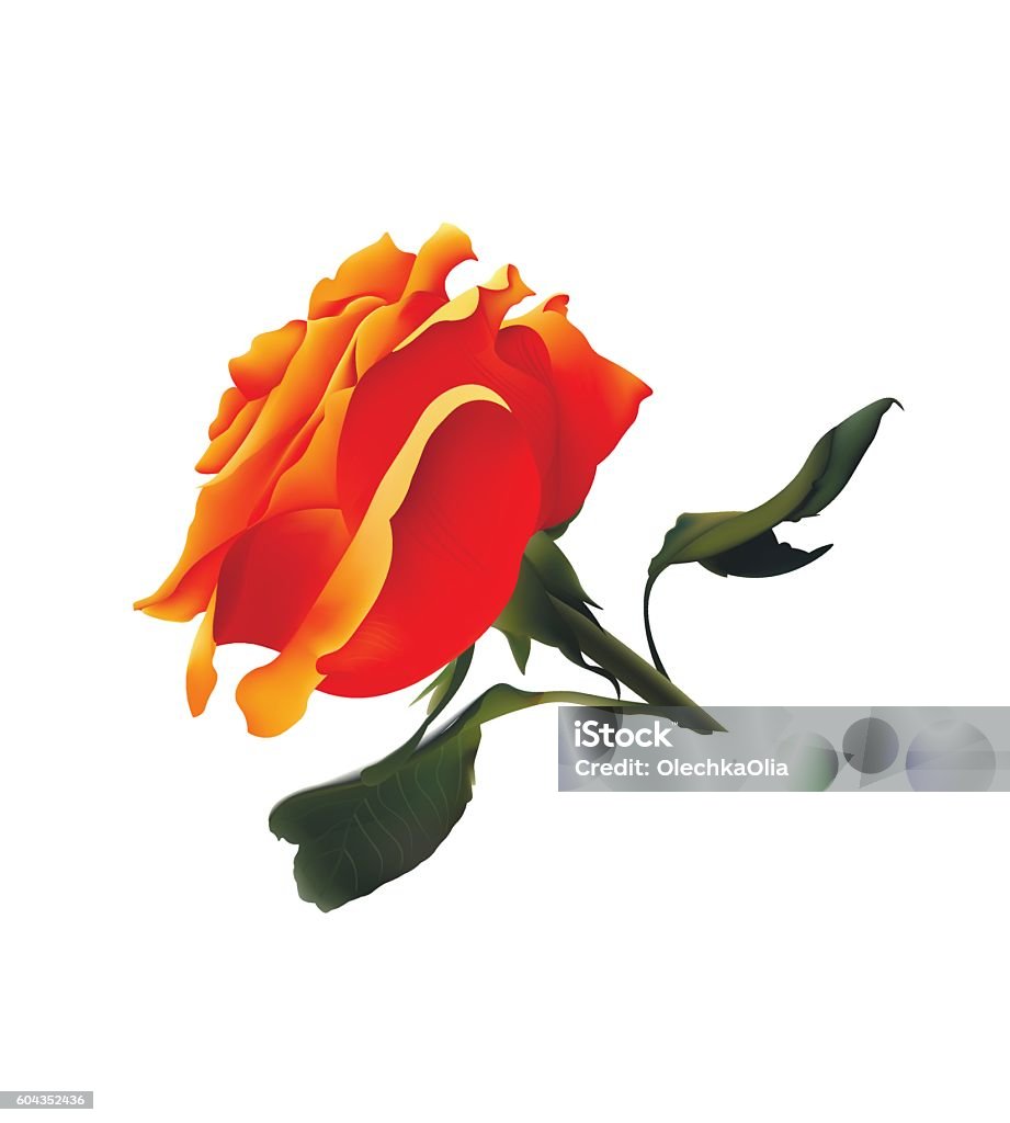 Orange Roses Copiable Orange Rose Vector Realistic Illustration Isolated On White Stock ...