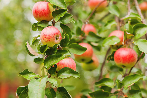 istock Red apples on apple tree branch. Early autumn harvest. Russia. 604352542