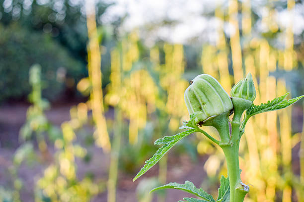 the okra plant 