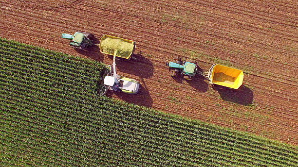 istock Farm machines harvesting corn for feed or ethanol 604352678