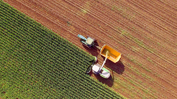 máquinas agrícolas que cosechan maíz para piensos o etanol - maíz alimento fotos fotografías e imágenes de stock