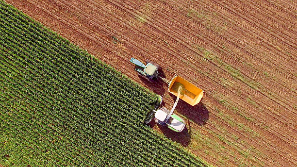 Farm machines harvesting corn for feed or ethanol Farm machines harvesting corn for feed or ethanol. The entire corn plant is used, no waste. sweet corn in field stock pictures, royalty-free photos & images