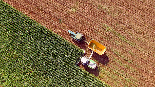 Farm machines harvesting corn for feed or ethanol stock photo