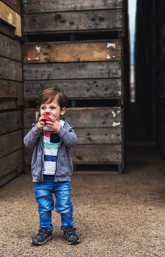 An eighteen month old boy happily munches on a fresh apple in front of stacks of apple crates.