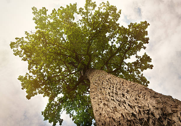High old oak with interesting bark and crown sunlit. A look from below of the oak