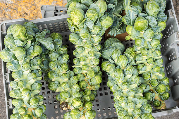 Brussels Sprouts in Borough Market, London