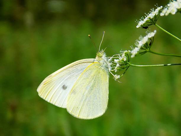 istock White butterfly on meadow flower in wild nature during spring 604358594
