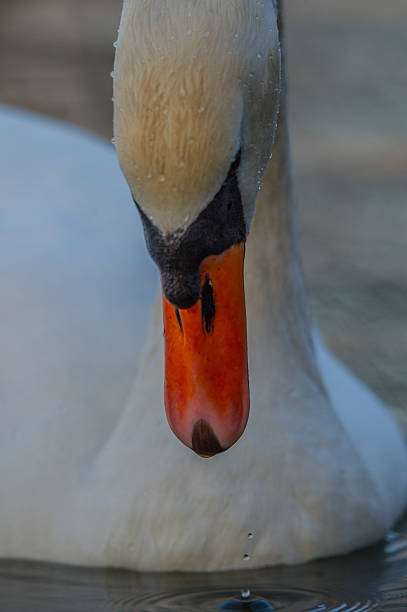 istock Portrait of a swan 604359554