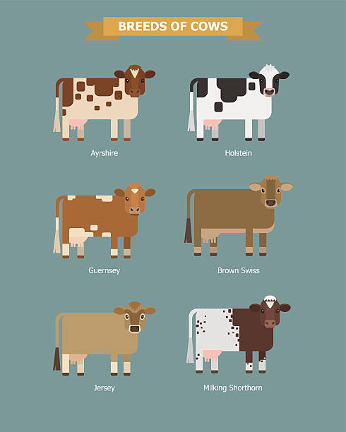 かわいいベクター牛 - guernsey cattle点のイラスト素材／クリップアート素材／マンガ素材／アイコン素材