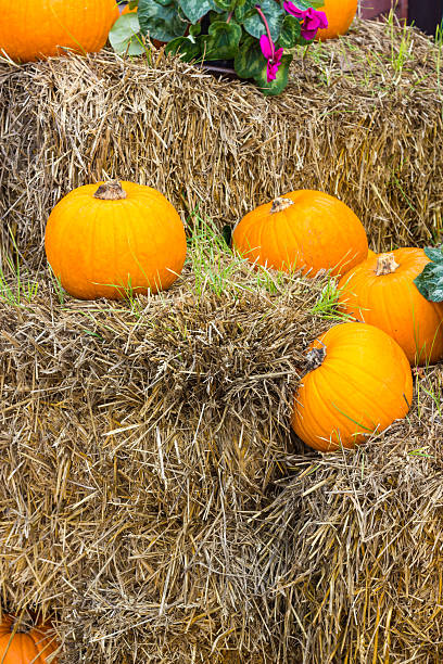 istock Orange pumpkins for Halloween Party 604361054