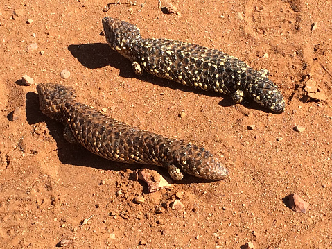 The Australia outback hosts a range of interesting critters and creatures. These two Shingleback Lizards casually cross the red earth road. 
