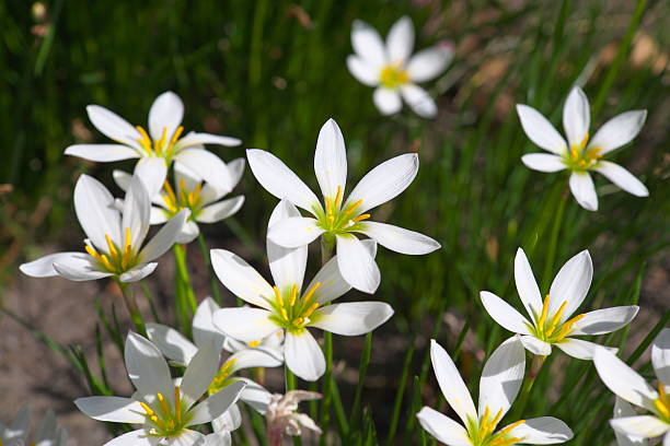 Flower It was a beautiful flower. white rain lily stock pictures, royalty-free photos & images