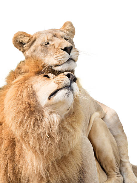 Lion Love Stock Photos, Pictures & Royalty-Free Images - iStock