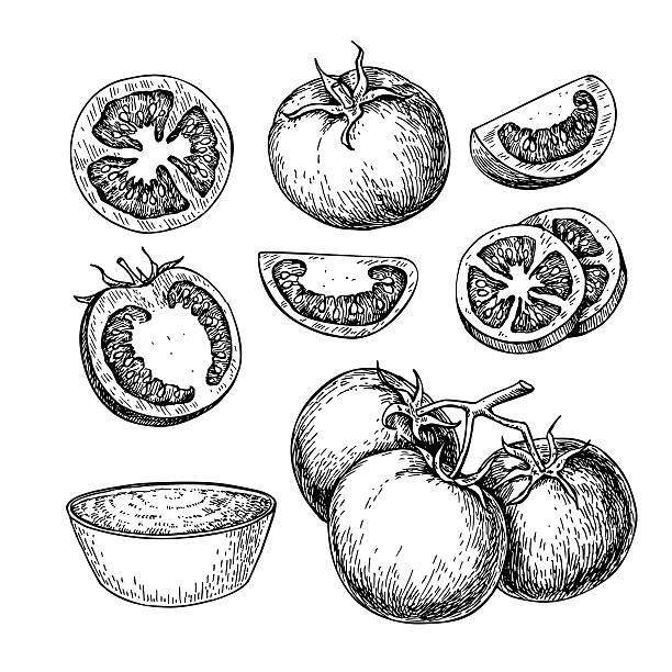 Tomato vector drawing set. Isolated tomato, sliced piece and tom Tomato vector drawing set. Isolated tomato, sliced piece and tomato sauce. Vegetable engraved style illustration. Detailed vegetarian food sketch. Farm market product. tomato stock illustrations