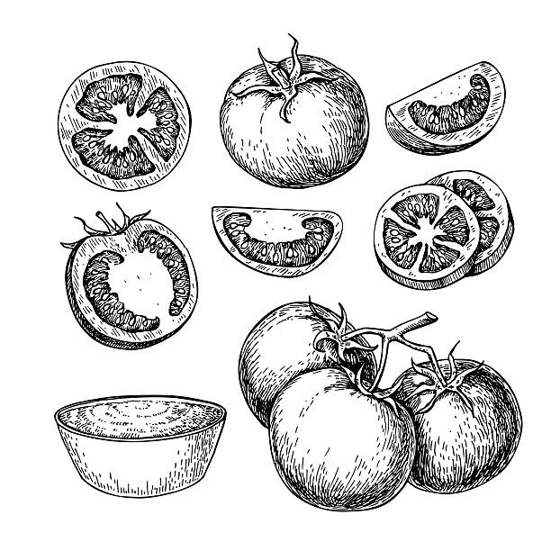 Tomato vector drawing set. Isolated tomato, sliced piece and tom Tomato vector drawing set. Isolated tomato, sliced piece and tomato sauce. Vegetable engraved style illustration. Detailed vegetarian food sketch. Farm market product. tomato slice stock illustrations