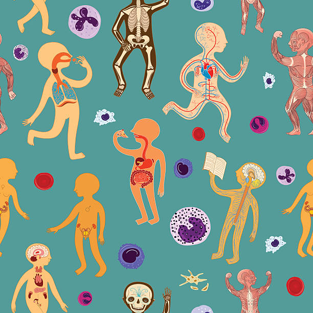 stockillustraties, clipart, cartoons en iconen met vector seamless pattern with illustration of human anatomy - neurology child