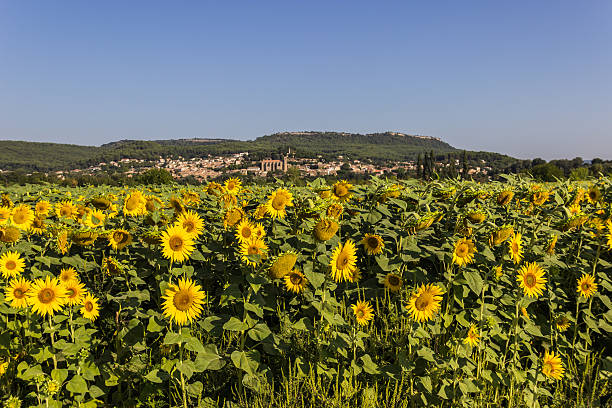 istock unflower field over  blue sky 604364494