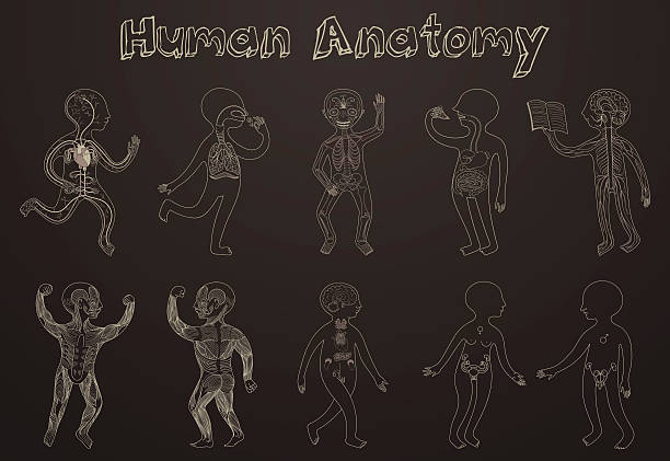 stockillustraties, clipart, cartoons en iconen met illustration of human anatomy, systems of organs for kids. - neurology child