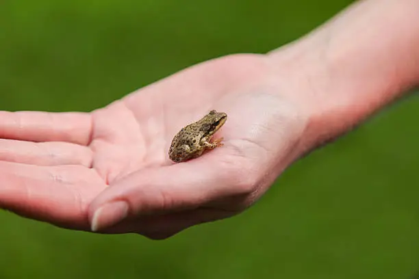 Photo of Small Frog in Woman's Hand