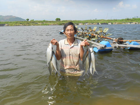 Quang Ngai, Vietnam - November 18, 2015: A fisherman is showing many milkfish that he caught in in his sea pond