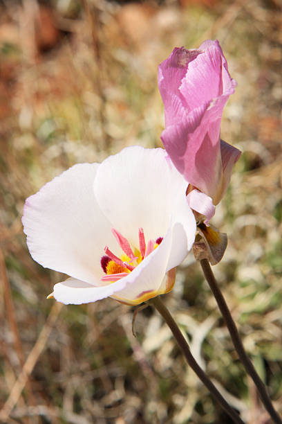 mariposa lily calochortus flexuosus fiore selvatico - globe lily foto e immagini stock