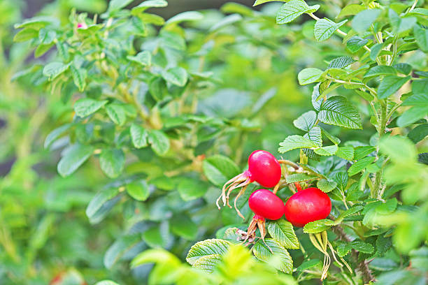 istock Red fruit of the sweetbrier 604367374