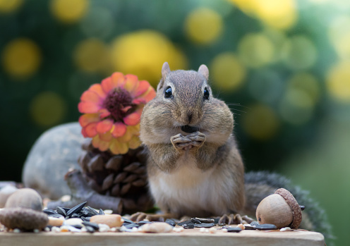 Adorable Eastern Chipmunk stands up and faces front in Autumn scene