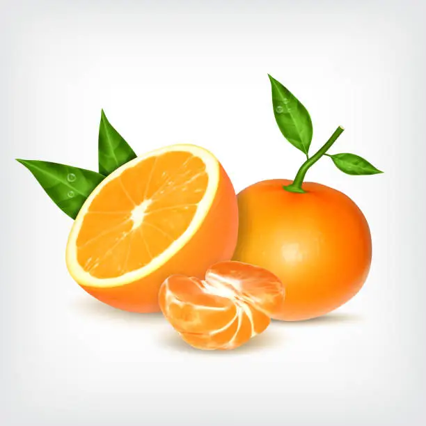 Vector illustration of Ripe tangerines and orange fruit