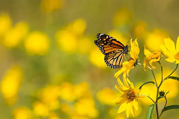 Monarch Butterfly feeding from Compass plants in a prairie in Wisconsin.