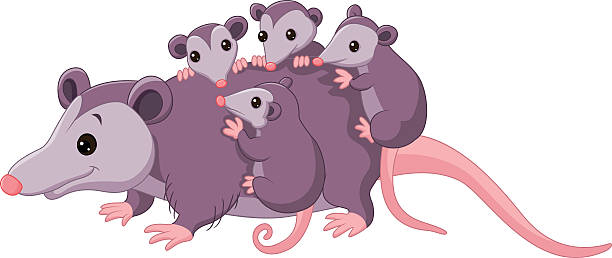 Cute cartoon possum with childs Illustration of Cute cartoon possum with childs opossum stock illustrations
