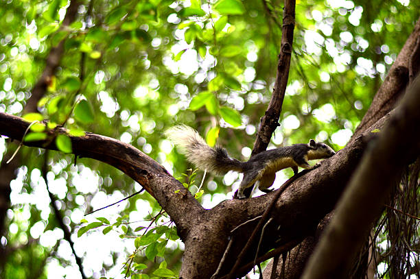 istock Background, trees, roots, branches, leaves, green, squirrels, animal, small, light 604376644