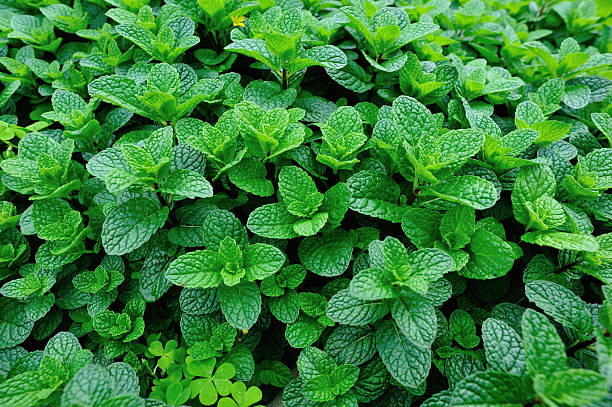 istock green mint plant grow at vegetable garden 604376652
