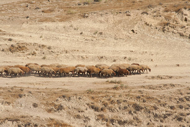 flock of sheep coming along the road among dry grass. stock photo