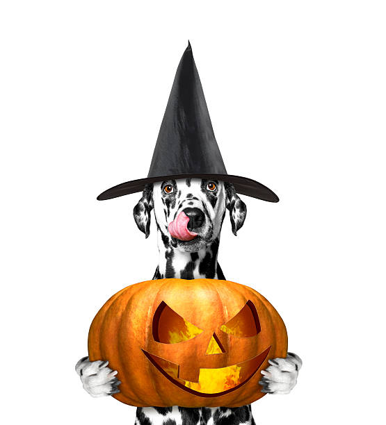 istock dog in a costume with halloweens pumpkin 604379596