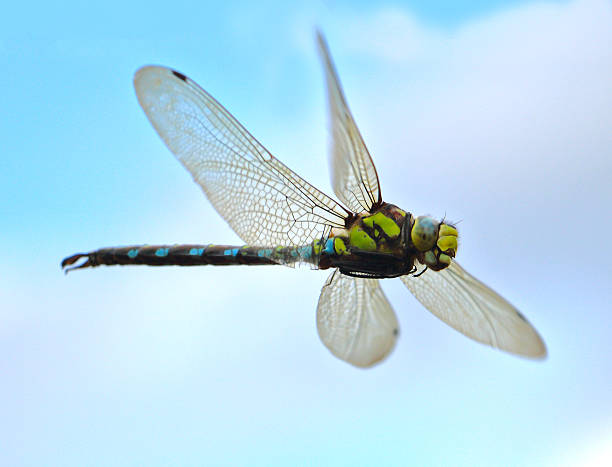 dragonfly stock photo