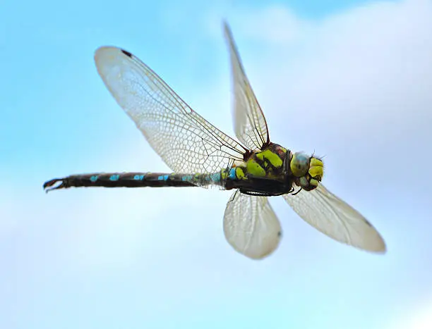 dragonfly in flight close up