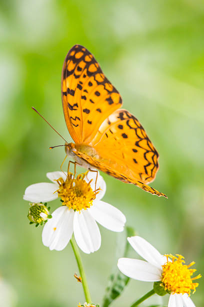 istock Beautiful butterfly on flower 604382344