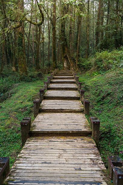 istock wood path in Alishan National Scenic Area 604382810