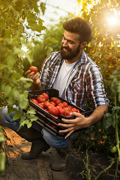 felice braccianti agricoli che raccolgono pomodori nel tunnel di polietilene. - tomato vegetable greenhouse vegetable garden foto e immagini stock
