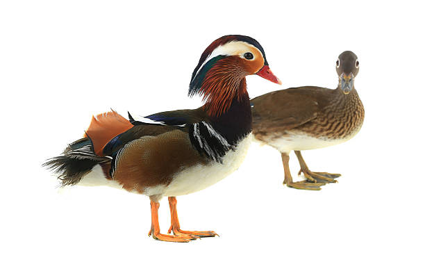 istock male and famale mandarin ducks 604383570