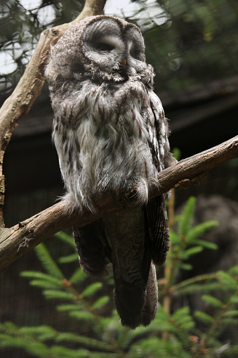 Great grey owl (Strix nebulosa). Wild life animal.