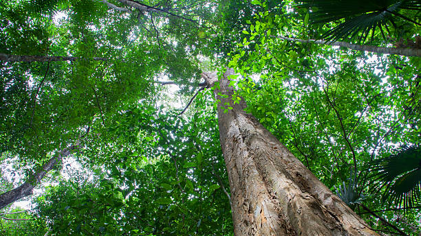 istock forest trees. nature green wood sunlight backgrounds. 604825754