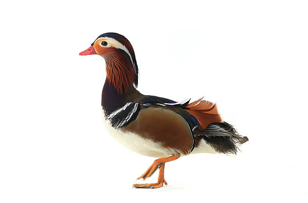 istock male mandarin duck 604825758