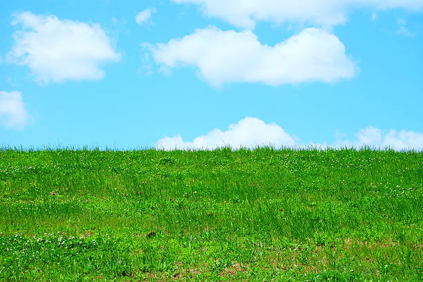 istock Blue sky and green lawn 604826056