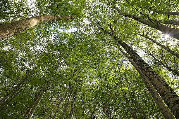 istock Sant Antonio woods in Pescocostanzo 604827818