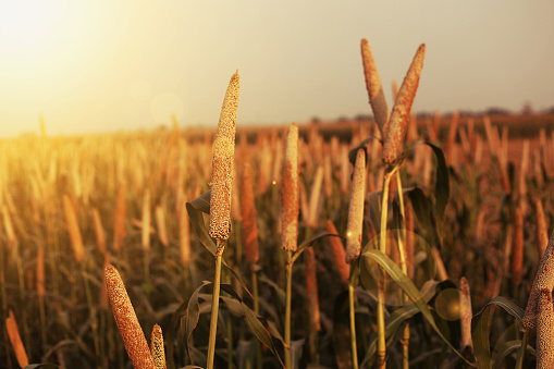 Selective focus photograph of millet plant, Millet is used as food, fodder and for producing alcoholic beverages. India is largest producer of millet in the world. Millet belongs to the genus Sorghum. 