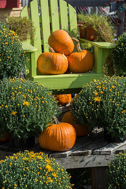 istock Pumpkins, mums, and Adirondak chair- a fall scene 604838500