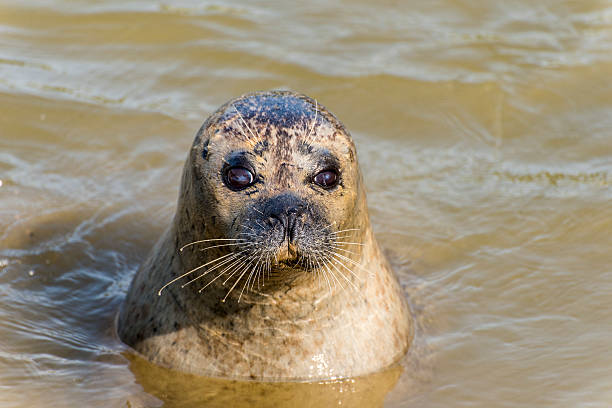 istock Seal in the water 604839682
