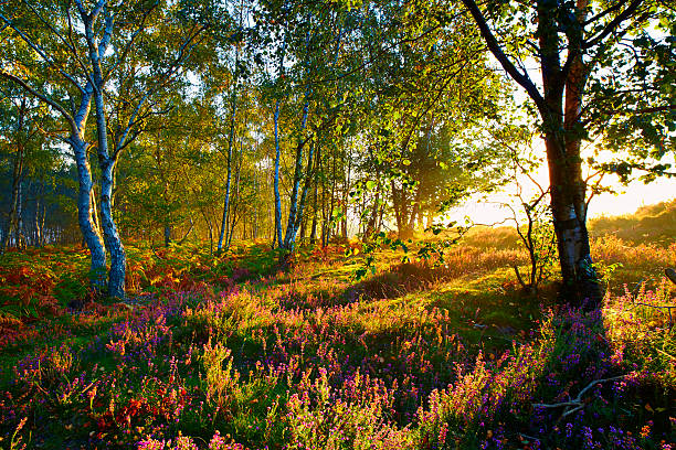 Sunrise in Surrey, south east England. Bracken and heather in the foreground is illuminated as the sun rises behind a line of trees.