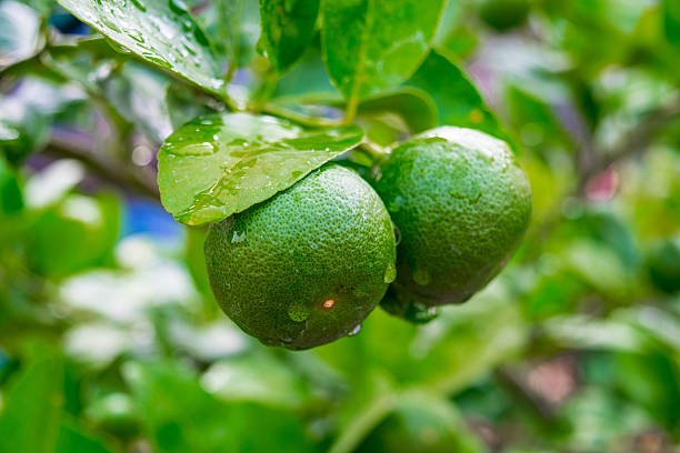 istock Lemons on a branch in the garden 604856968